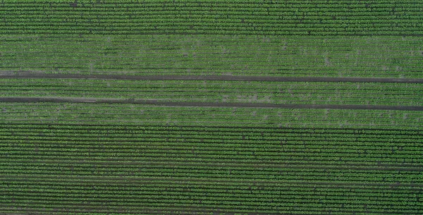 Luftaufnahme Des Rote Beete Feldes Und Spuren Des Traktors — Stockfoto