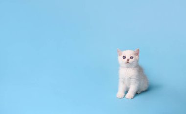 Küçük beyaz kedi yavrusu oturur ve mavi bir arka planda bekler. Kameraya bakar, stüdyo fotoğrafçılığına bakar.