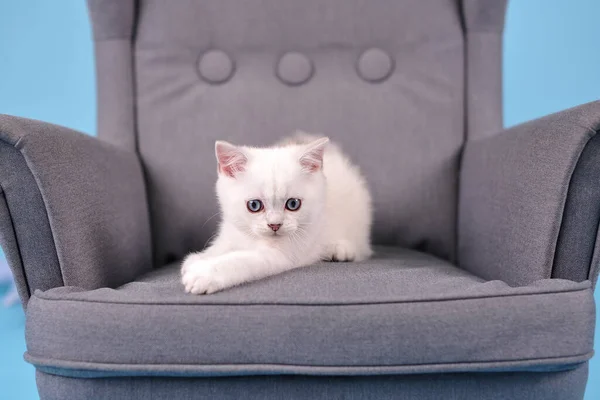 Biała szkocka rasa kotek pozowanie w szarym fotelu na niebieskim tle i patrząc w aparat fotograficzny, fotografia studio — Zdjęcie stockowe