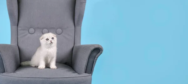 Білі шотландські породи кошенят у сірому кріслі уважно дивляться збоку, студійні фотографії на синьому фоні з копіювальним простором. — стокове фото