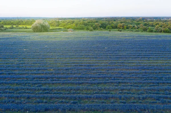 Landschaft eines Feldes mit blauen Delfinblumen und Bäumen — Stockfoto