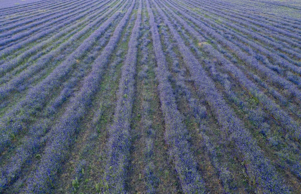 Vista aérea de un campo de flores de delfinio en hileras pares en perspectiva — Foto de Stock