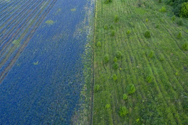 Flache Linie der Abgrenzung des Feldes von lila Blüten von Delphinium und grünem Gras, Luftaufnahme — Stockfoto
