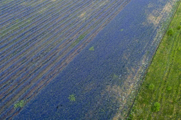 Duże pole delphiniums lilii zasadzone w równych rzędach widok z powietrza — Zdjęcie stockowe