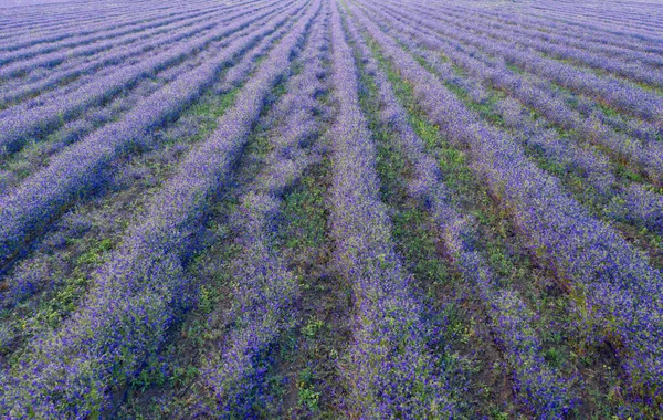 Gran campo de flores azules delphinium plantado en filas rectas vista aérea, perspectiva — Foto de Stock