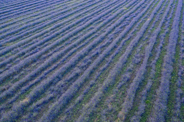 Campo de flores de delphinium crescido em fileiras retas, vista aérea — Fotografia de Stock