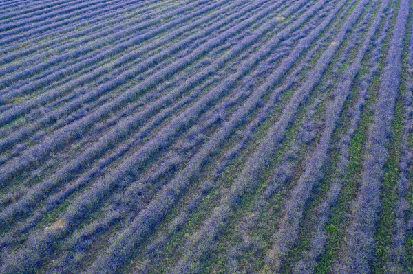 Campo de flores de delfinio cultivadas en filas rectas, vista aérea —  Fotos de Stock