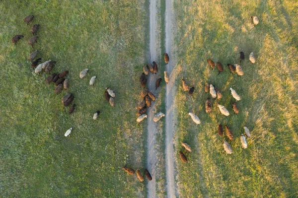 Una bandada de ovejas pastan en un campo verde cerca de la carretera, vista aérea — Foto de Stock