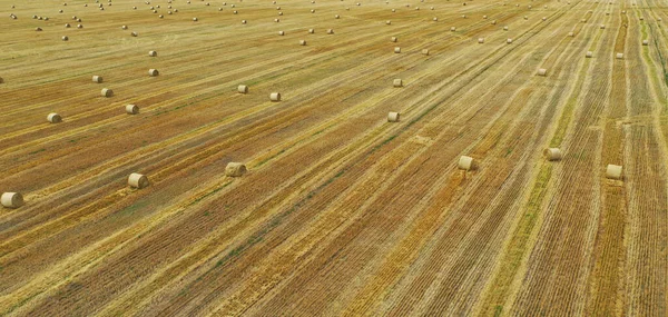 Duże pole zbiorów pszenicy i bel siana, pełna pokrywa ramy na tle — Zdjęcie stockowe