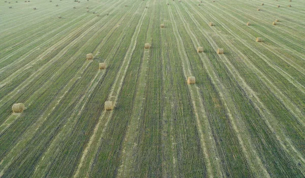 Gran campo de cosecha de trigo y fardos de heno, cubierta de marco completo para el fondo —  Fotos de Stock
