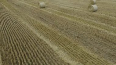 Büyük buğday tarlaları ve saman balyaları.