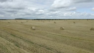 Büyük buğday tarlaları ve saman balyaları.