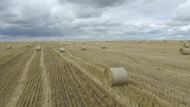 Luftaufnahme eines großen Feldes mit Heuballen nach der Weizenernte — Stockvideo