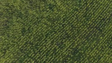 Parlak ayçiçekleri, hava manzaralı geniş bir alan.