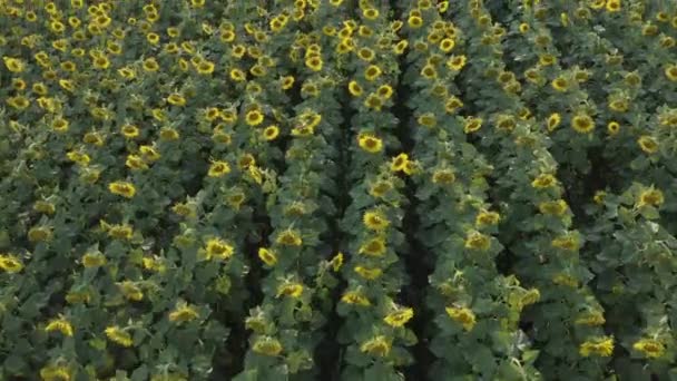 Велике поле з яскравими соняшниками з повітряним видом — стокове відео
