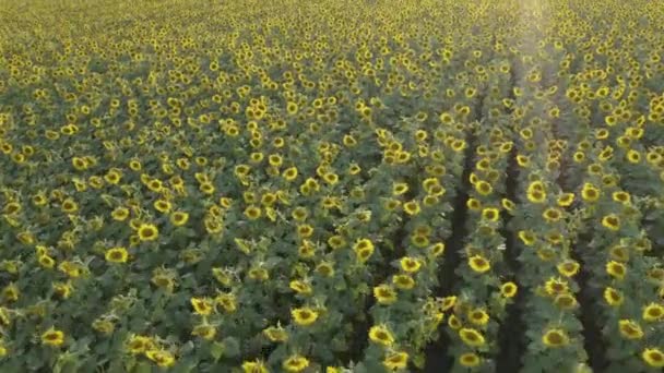 Большое поле с ярким видом на подсолнухи — стоковое видео