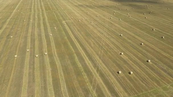 Vista aerea di grande campo con balle di fieno dopo la raccolta del grano — Video Stock