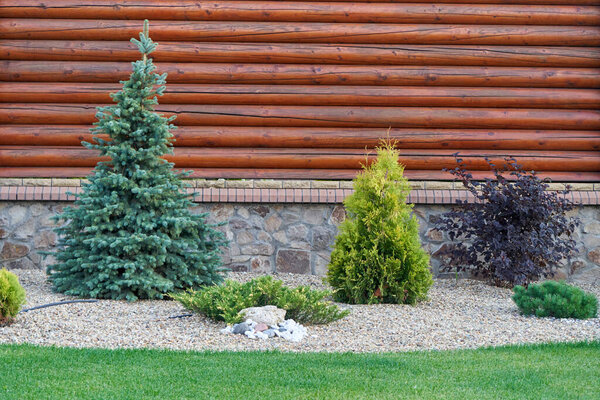 Coniferous trees and bushes in a flower bed of a home garden are covered with pebbles