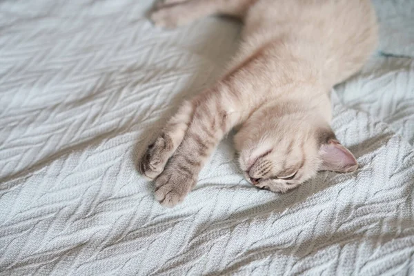 Маленький кошеня мило спить на блакитній плед — стокове фото