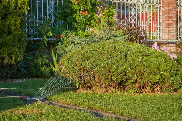 家花园里的草坪用喷雾器浇水 — 图库照片