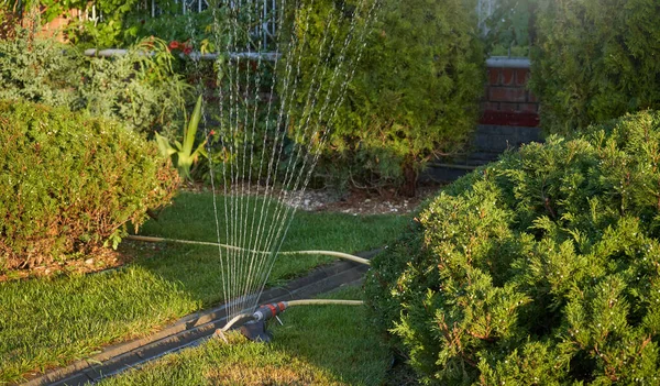 Sprayer watering conifers in home garden in summer