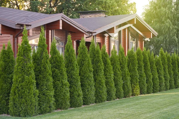 Mnoho thuja stromy jako plot v soukromém domě — Stock fotografie