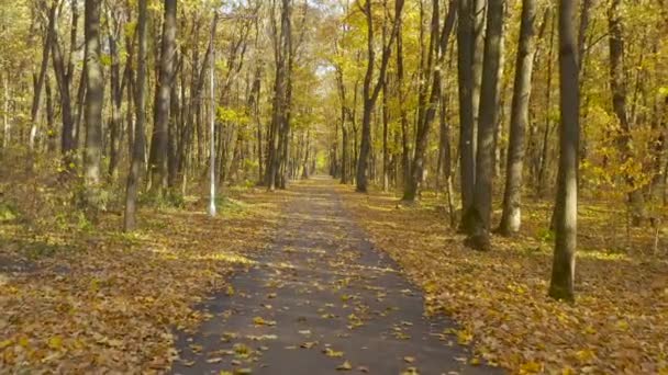 Podzimní městský park s pěšinou a uličkou — Stock video