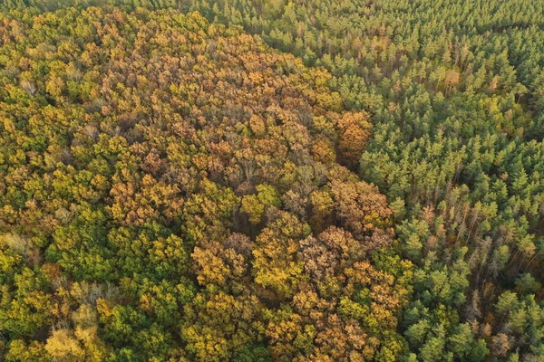 Aerial view of yellow autumn forest in October — Stock Photo, Image