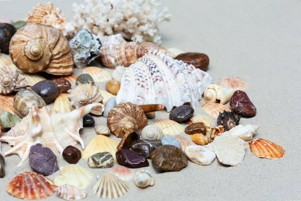 Морские Ракушки Морские Звезды Кораллы Камни Песке Летние Пляжные Морские — стоковое фото