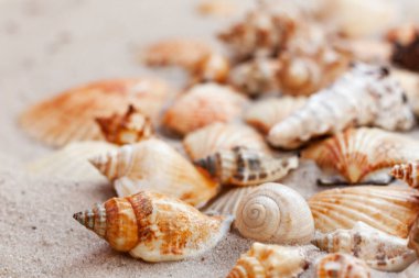 Deniz kabukları, kumsalda deniz kabukları, yazlık plaj arka plan seyahat kavramı ve metin için kopya alanı.