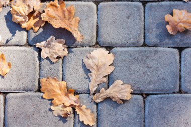 Kaldırımda kurumuş kırmızı yapraklar, kaldırım taşları, sonbaharda beton döşemeler güneşli bir günde dökülüyor.