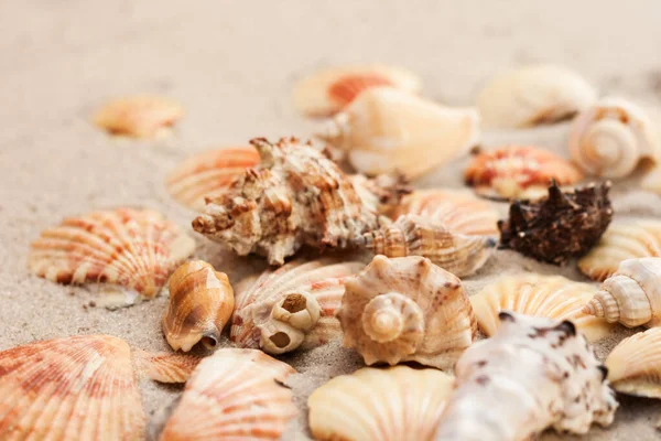 Seashells Sand Summer Beach Tropical Background Travel Concept Copy Space — Stock Photo, Image