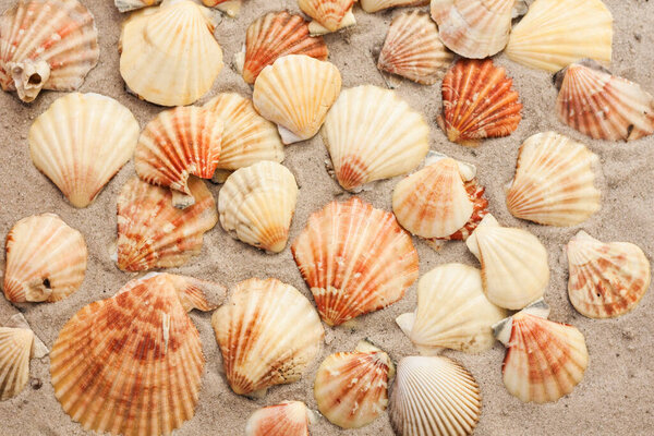 Seashells on the sand, summer beach tropical background travel concept with copy space for text.