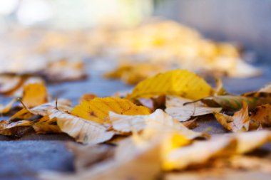 Kuru kırmızı yapraklar sonbaharda güneşli bir günde sonbaharda kaldırıma düşer..