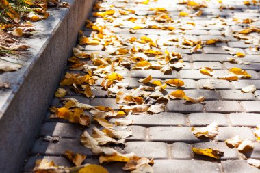 Kuru kırmızı yapraklar sonbaharda güneşli bir günde sonbaharda kaldırıma düşer..