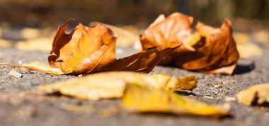 Kuru kırmızı yapraklar sonbaharda güneşli bir günde sonbaharda kaldırıma düşer..
