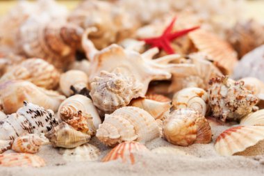 Kumda deniz kabukları, yazlık plaj tropikal arka plan seyahat kavramı metin için fotokopi alanı.