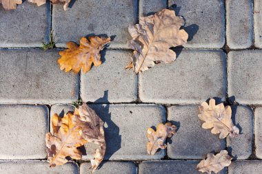 Kaldırımda kurumuş kırmızı yapraklar, kaldırım taşları, sonbaharda beton döşemeler güneşli bir günde dökülüyor.