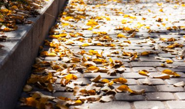 Kuru kırmızı yapraklar sonbaharda güneşli bir günde sonbaharda kaldırıma düşer..