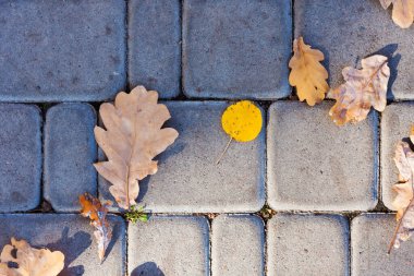 Kaldırımda kurumuş kırmızı yapraklar, kaldırım taşları, sonbaharda beton döşemeler güneşli bir günde dökülüyor.