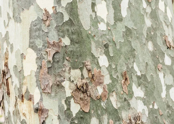 木の樹皮の背景乾燥した木の質感自然概念 — ストック写真