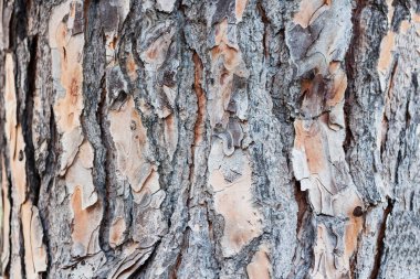 Ağaç kabuğu arka plan, kuru ahşap doku, doğa konsepti