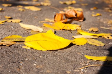 Kuru kırmızı yapraklar sonbaharda güneşli bir günde sonbaharda kaldırıma düşer..
