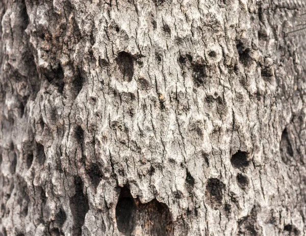 木の樹皮の背景乾燥した木の質感自然概念 — ストック写真
