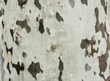 Ağaç kabuğu arka plan, kuru ahşap doku, doğa konsepti