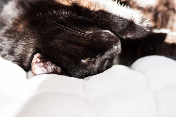 Zwarte Kat Slapen Zijn Rug Grijze Bank Met Decoratieve Kussens — Stockfoto