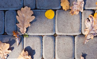 Kaldırımda kurumuş kırmızı yapraklar, kaldırım taşları, sonbaharda beton döşemeler güneşli bir günde dökülüyor.