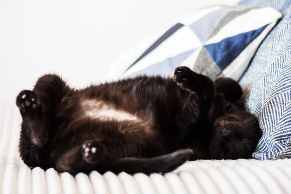 Gato Negro Durmiendo Espalda Sofá Gris Con Almohadas Decorativas Enfoque —  Fotos de Stock