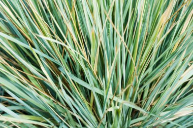 Yapraklar sonbahar gününde yakınlarda, yeşil arka planda yumuşak odak