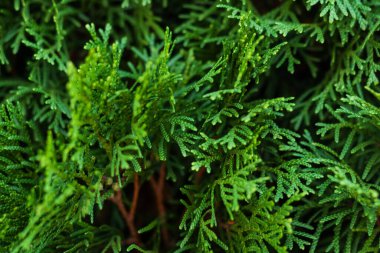 Yapraklar sonbahar gününde yakınlarda, yeşil arka planda yumuşak odak